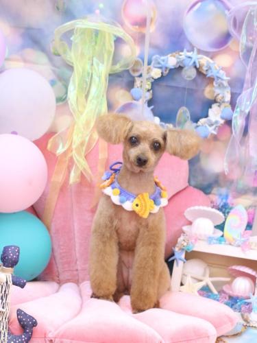 20240804ももちゃん